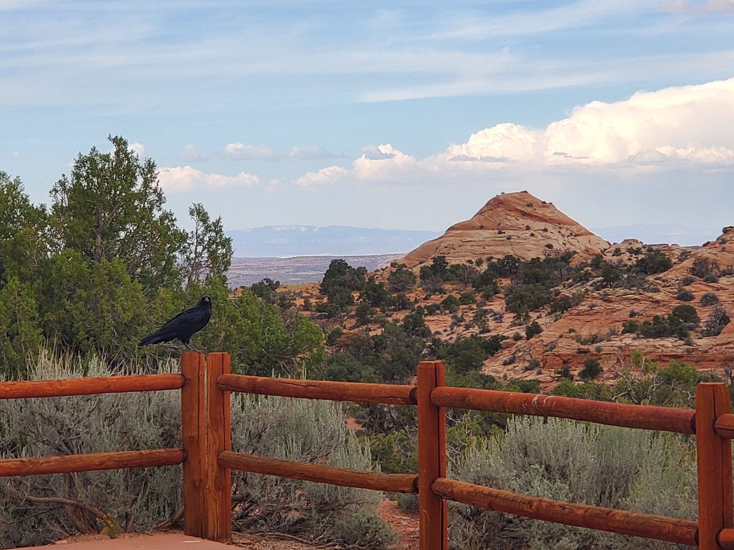 A raven perched near red fencing above the Colorado Plateau